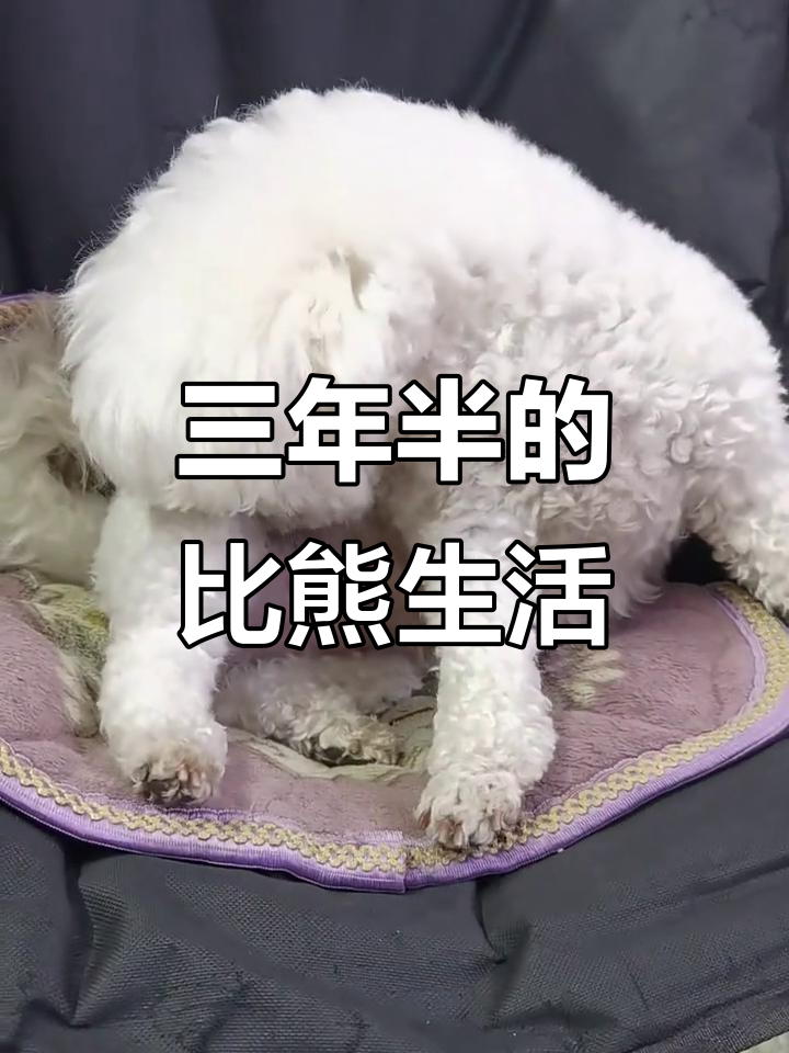 三岁半比熊宝宝,每天吃喝玩乐,超幸福!