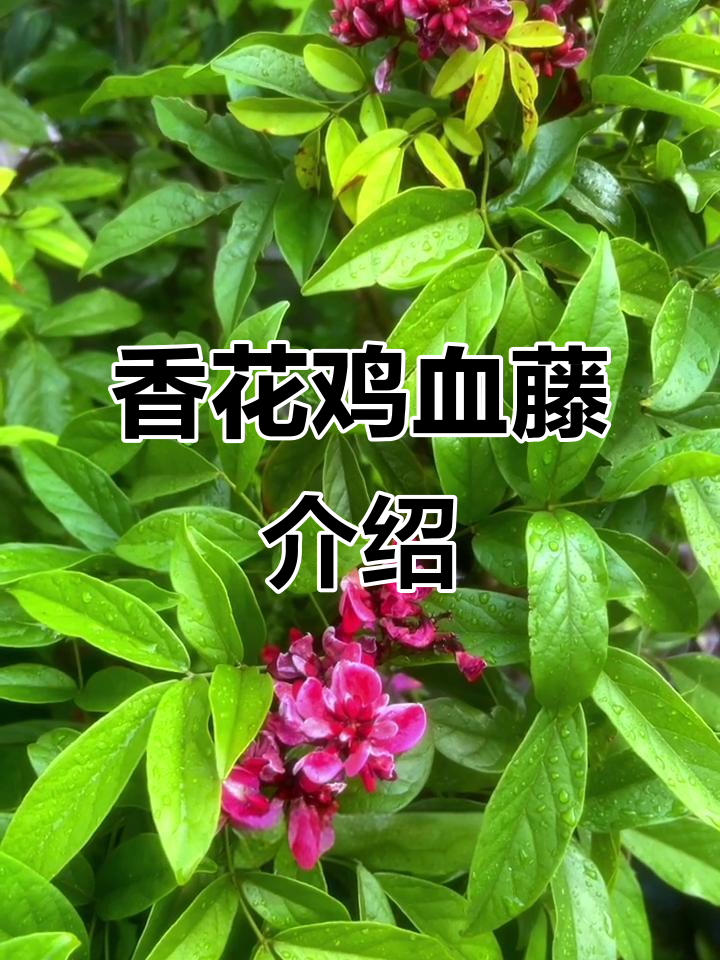 香花鸡血藤:豆科常绿藤本,紫红花朵迷人