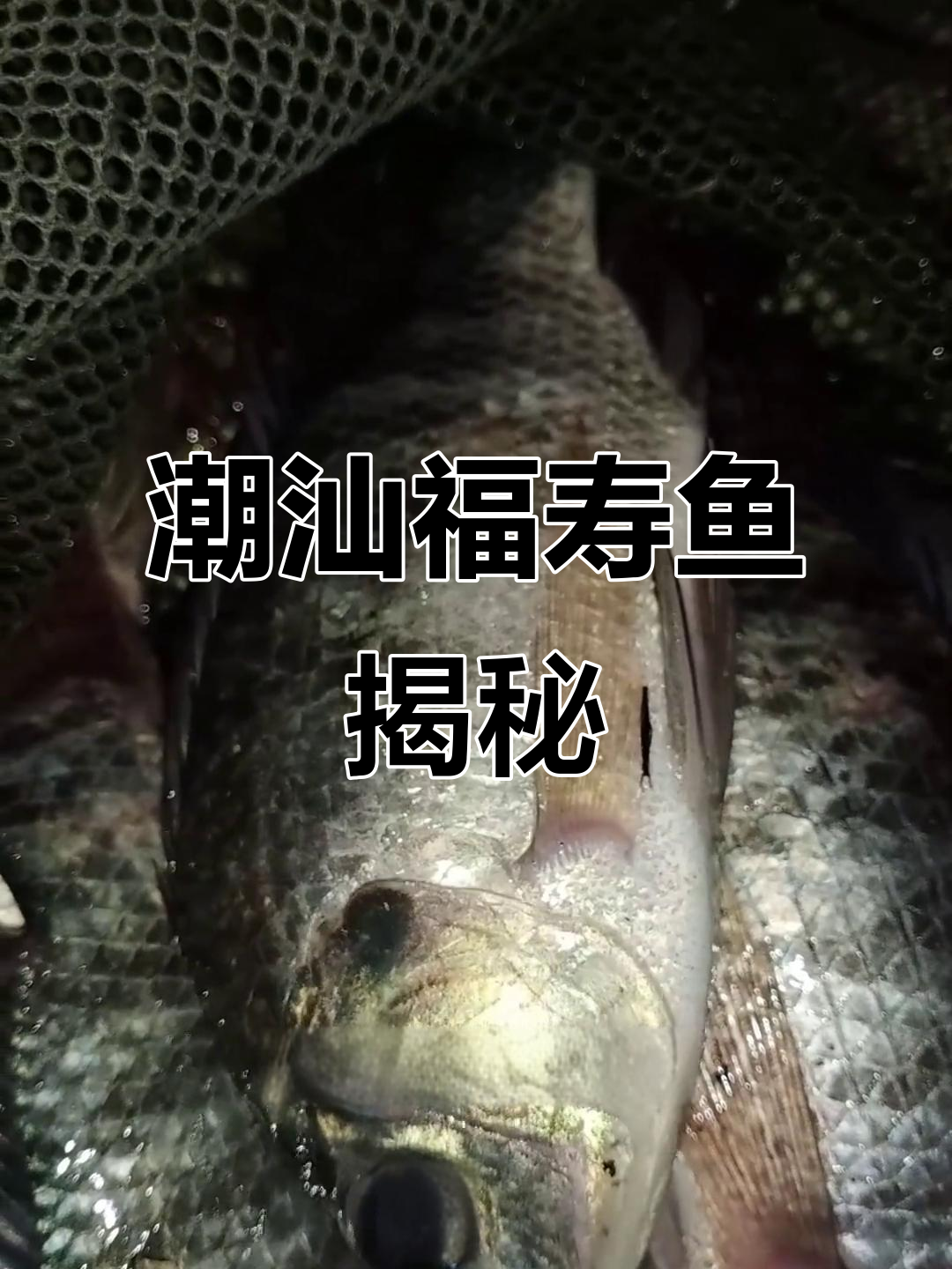 潮汕“福寿鱼”原来是这种动物,你了解吗?