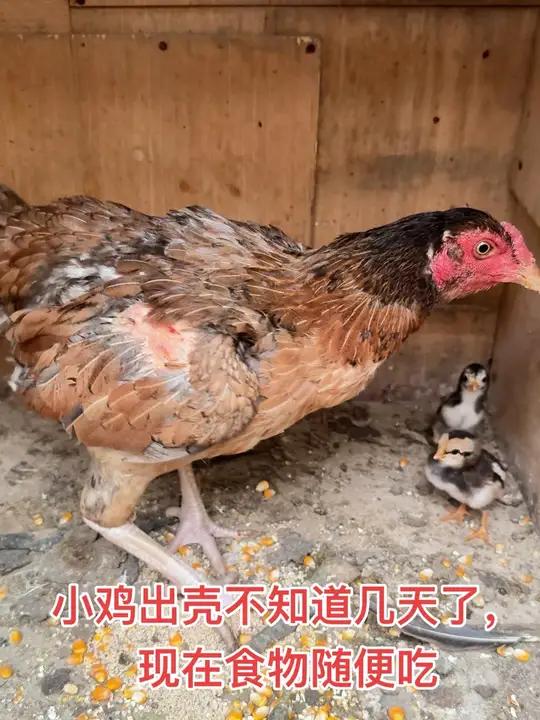小鸡出壳不知道几天了,现在食物随便吃