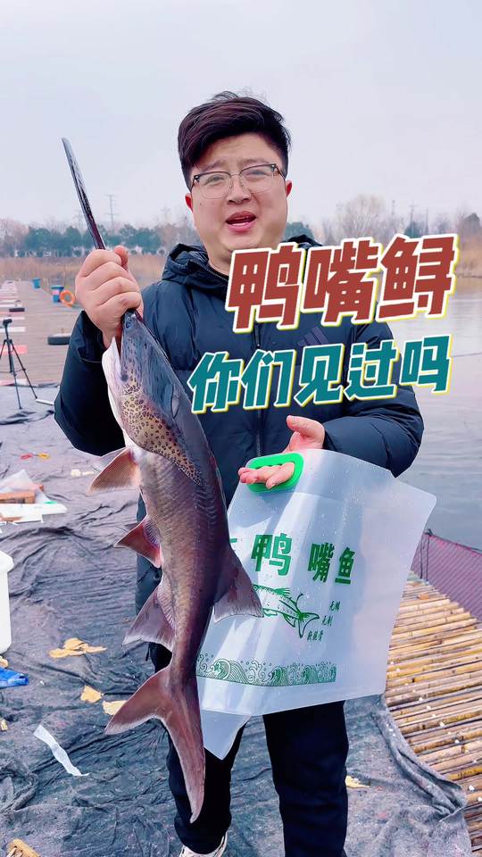 咱的济宁鸭嘴鲟又见面了，是鸭是鲶你来评