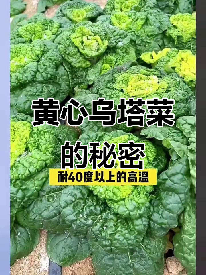 耐低温又营养,黄心乌塔菜:冬季必备的蔬菜贵族