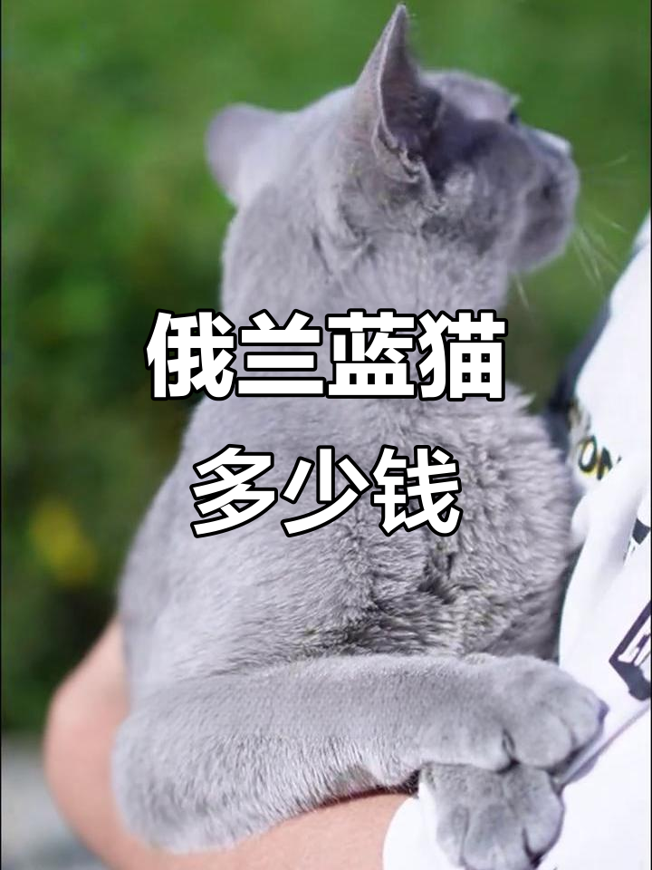 俄罗斯蓝猫价格揭秘:从五千到三万,如何选择性价比高的品种