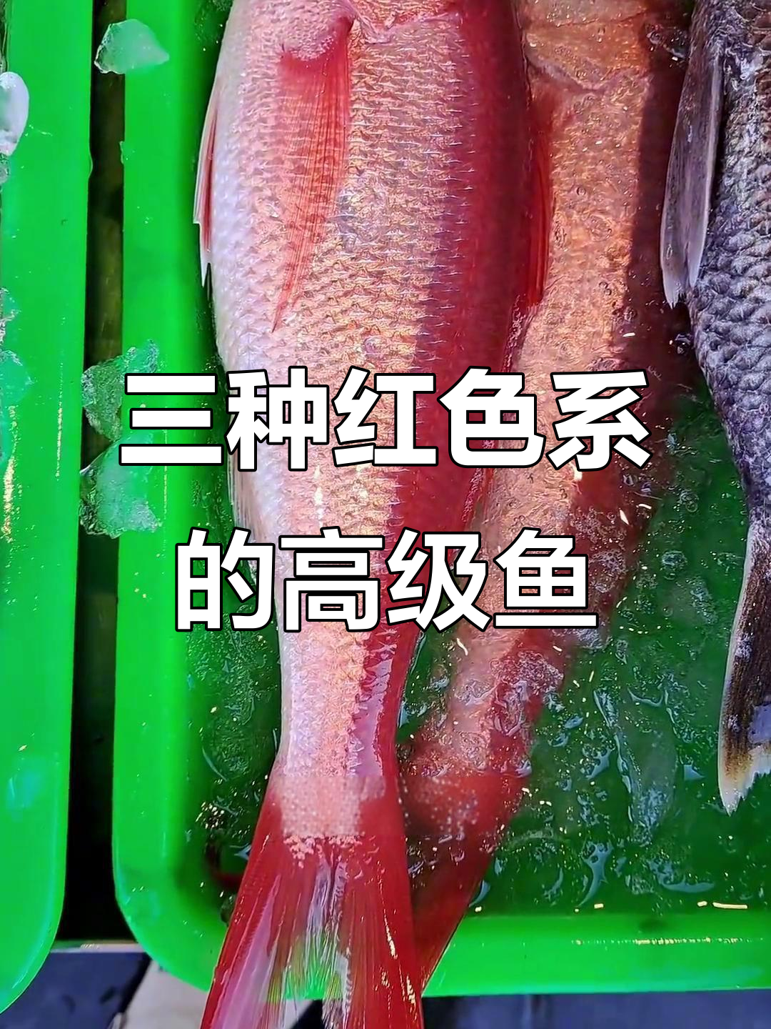 冲绳三大高级鱼揭秘:红口、赤乳与黄吻级化