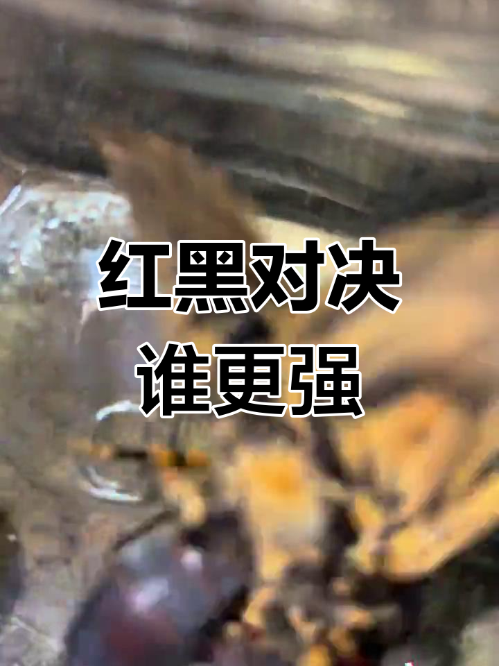 蜜蜂天敌大比拼:红眼汉 vs 黑老汉