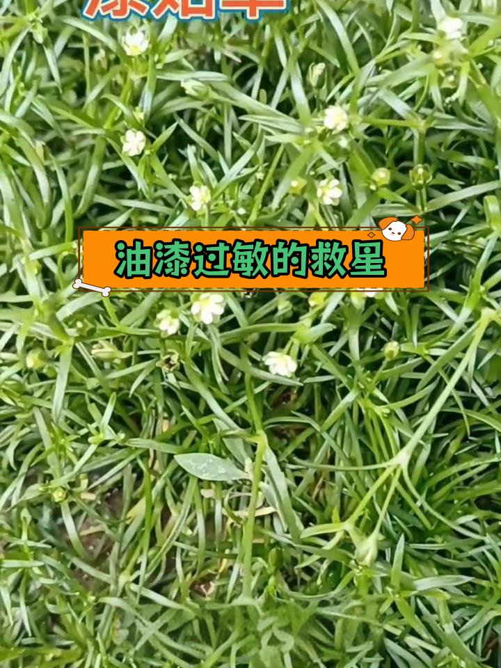 星宿草:夜晚发光的神奇植物
