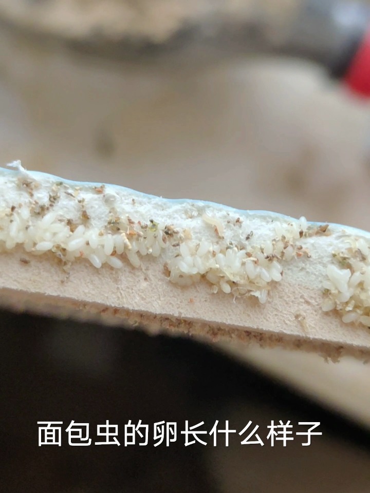 面包虫的卵是啥样子?