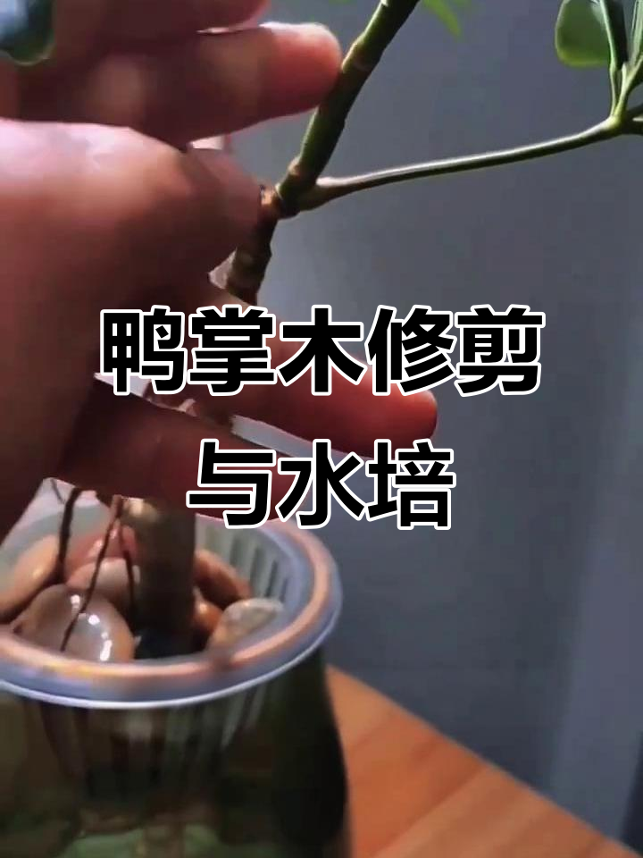 鸭掌木修剪与水培扦插技巧,打造完美造型