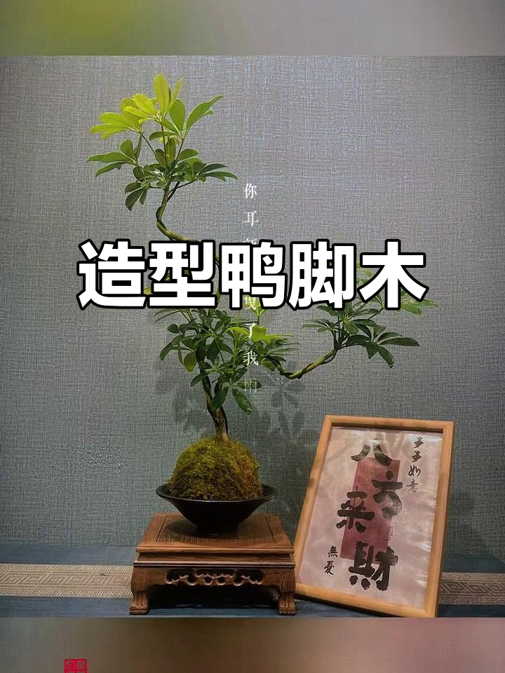 造型鸭掌木,八方来财,茶室必备禅意盆景