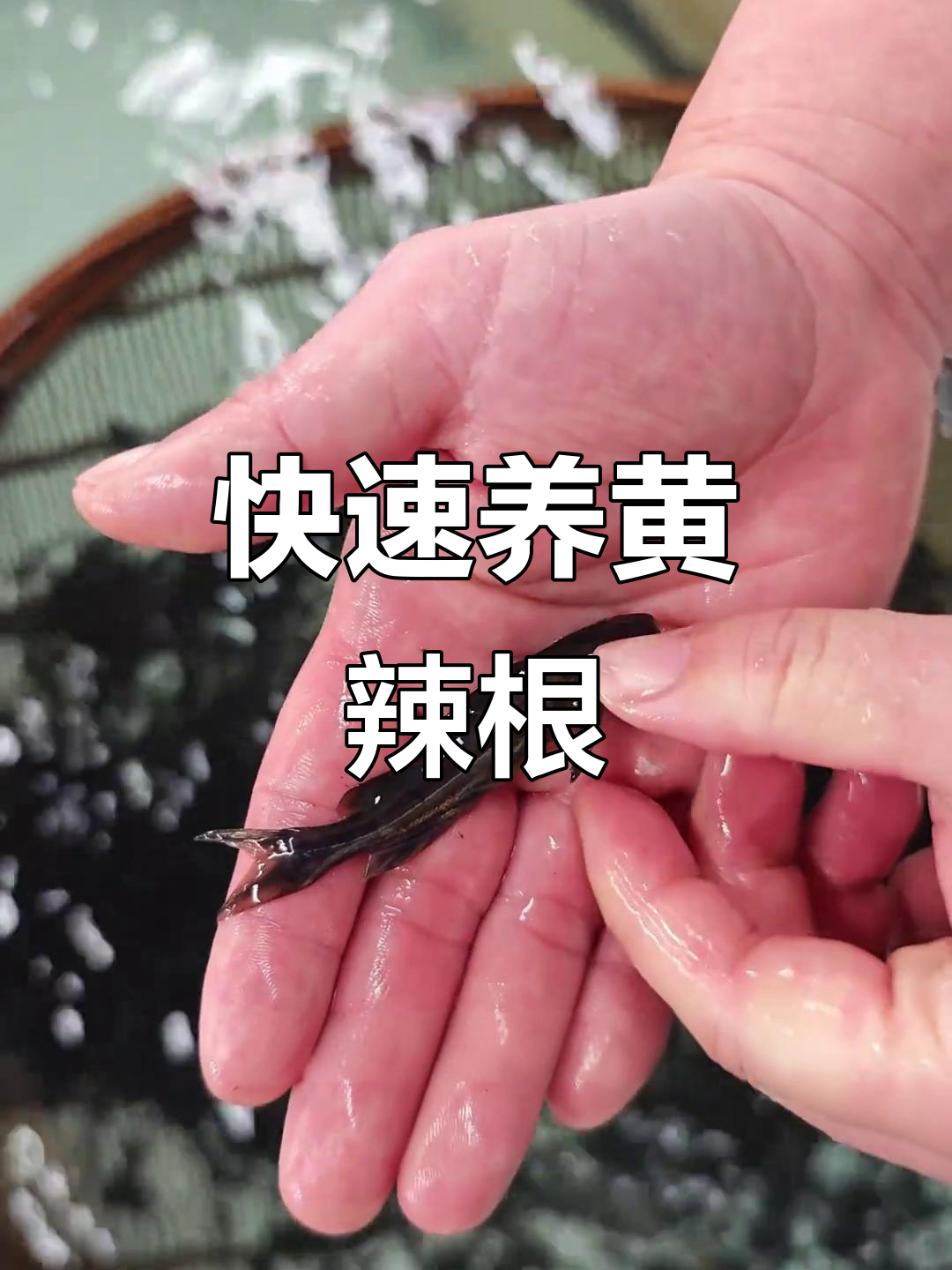 黄辣丁鱼苗养殖:从源头到市场,四到六个月就能起塘售卖