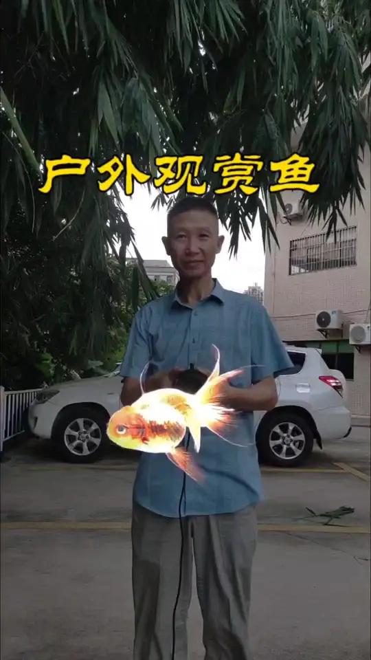 白天户外赏鱼 全息观赏风扇门店引流获客新方向3d动态广告灯箱裸眼3d全息风扇