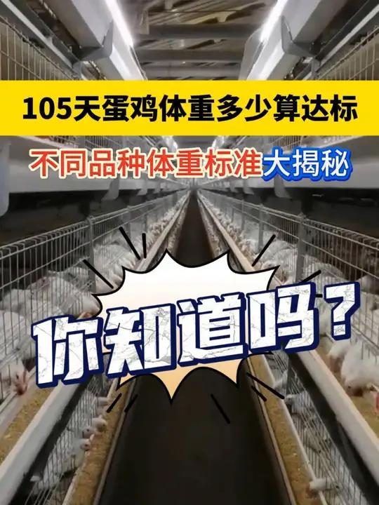 揭秘!105天蛋鸡体重多少算达标?不同品种都不同哦 养鸡人 蛋鸡养殖 农村创业养殖 科学养