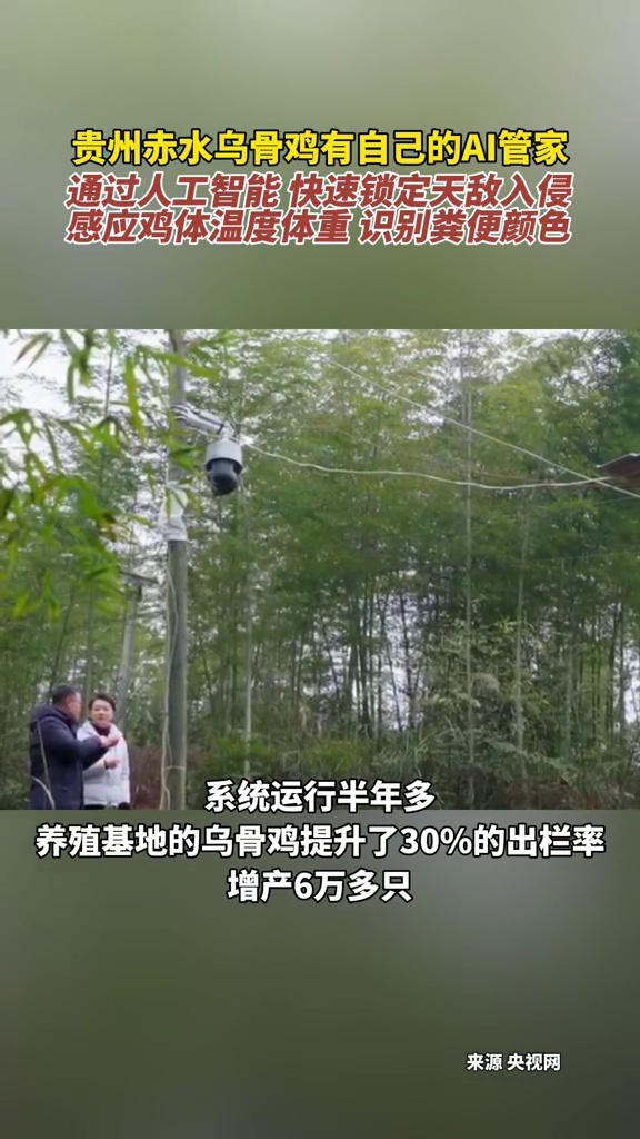 乌骨鸡有自己的AI管家:快速锁定天敌入侵,还能分辨粪便颜色