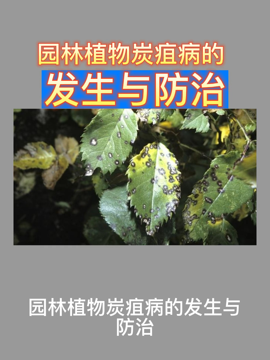 园林植物炭疽病的发生与防治