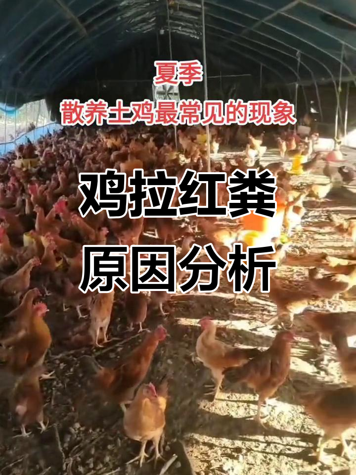 鸡小肠球虫病与坏死性肠炎:红色粪便症状解析