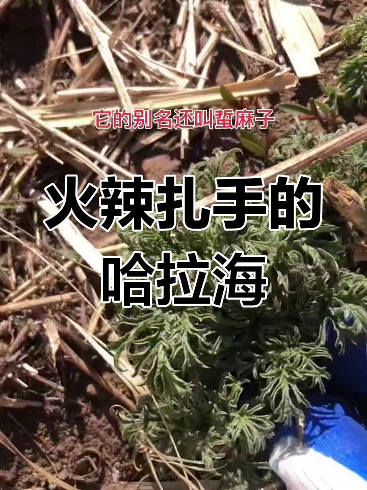 本地人爱吃的山野菜,哈拉海了解一下