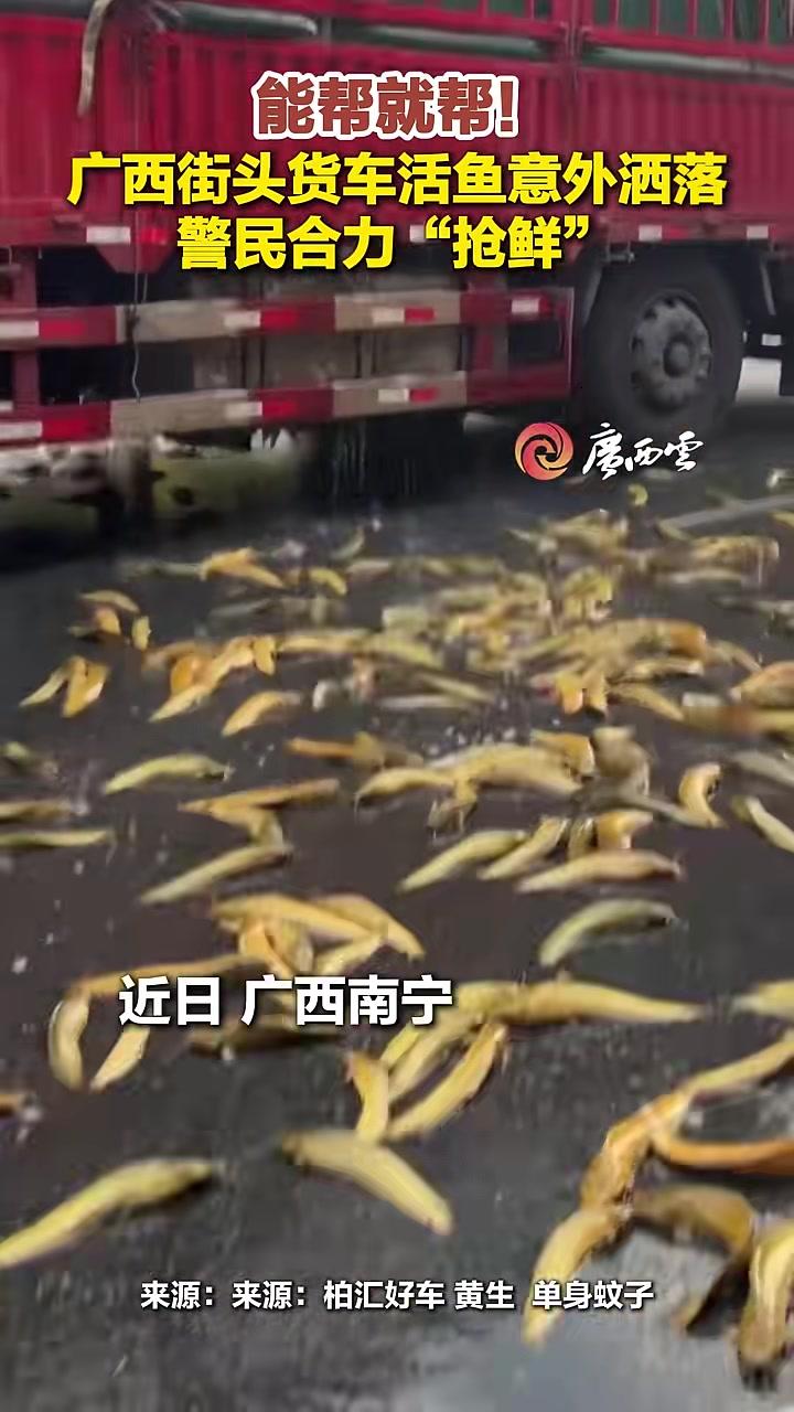 近日,广西南宁街头一辆大货车活鱼意外洒落,警察和热心市民纷纷帮忙捡起。(来源:北海融媒)广