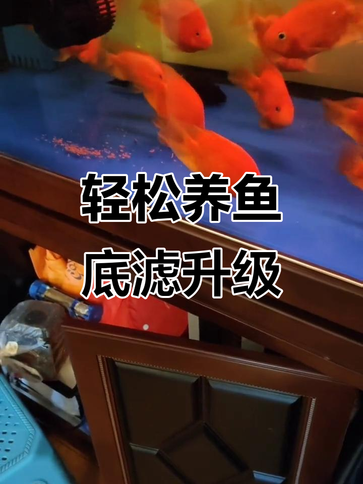 鱼缸改造大揭秘:高效粪便分离与超滤棉优化