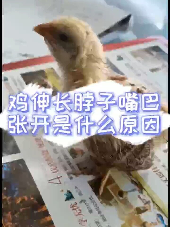 鸡不停的伸长脖子张嘴鸡伸脖子张嘴什么原因