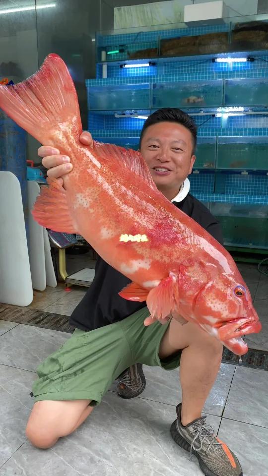 12斤超大野生东星斑,鱼头双色剁椒蒸,鱼肉和肥肠做个伴,太美味了!