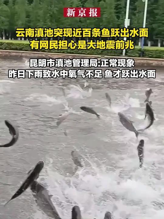 昆明滇池大量鱼跃出水面 当地:正常现象 雨后鱼缺氧