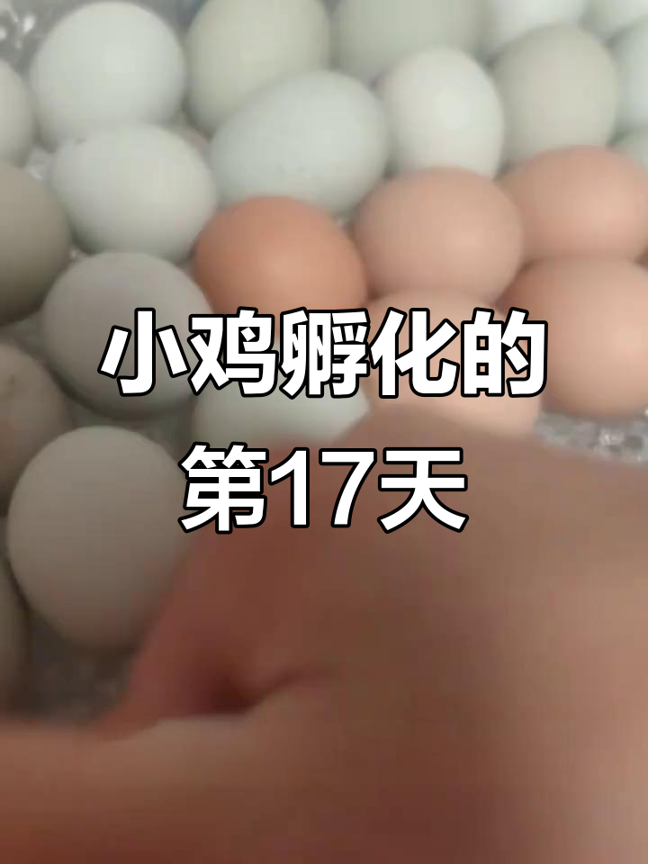 人工孵化小鸡17天,翻蛋停止后的小鸡变化