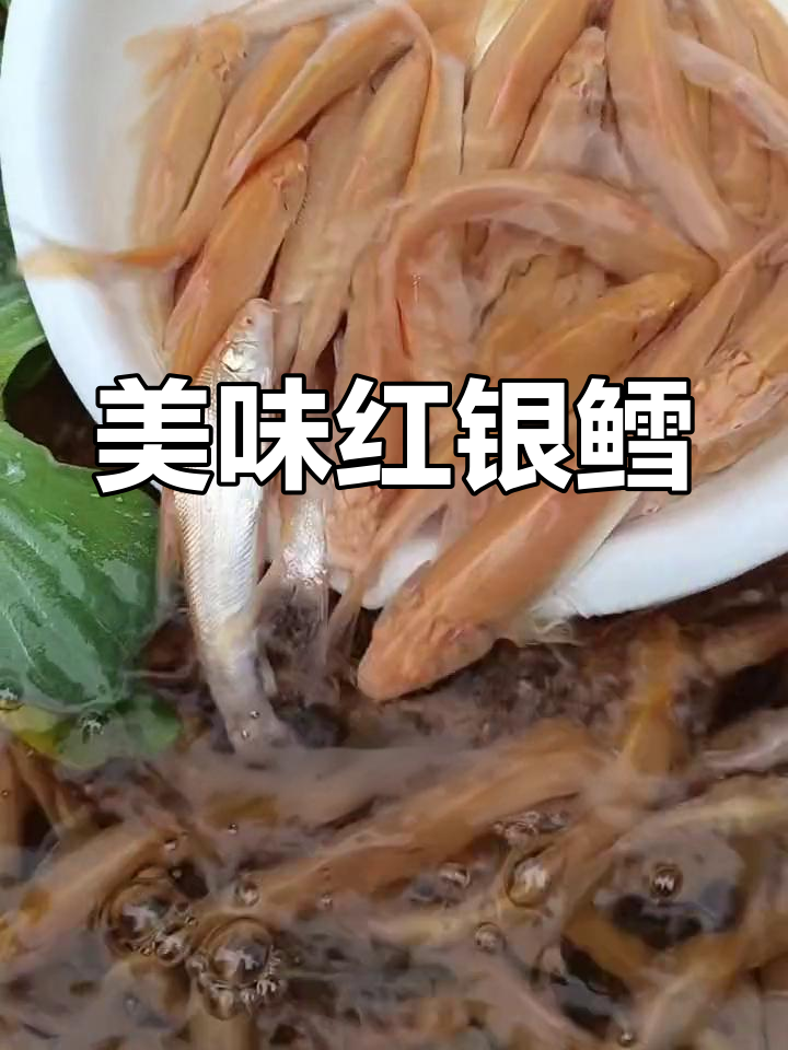 红银鳕鱼,草食性强健,肉质鲜美,养殖简单