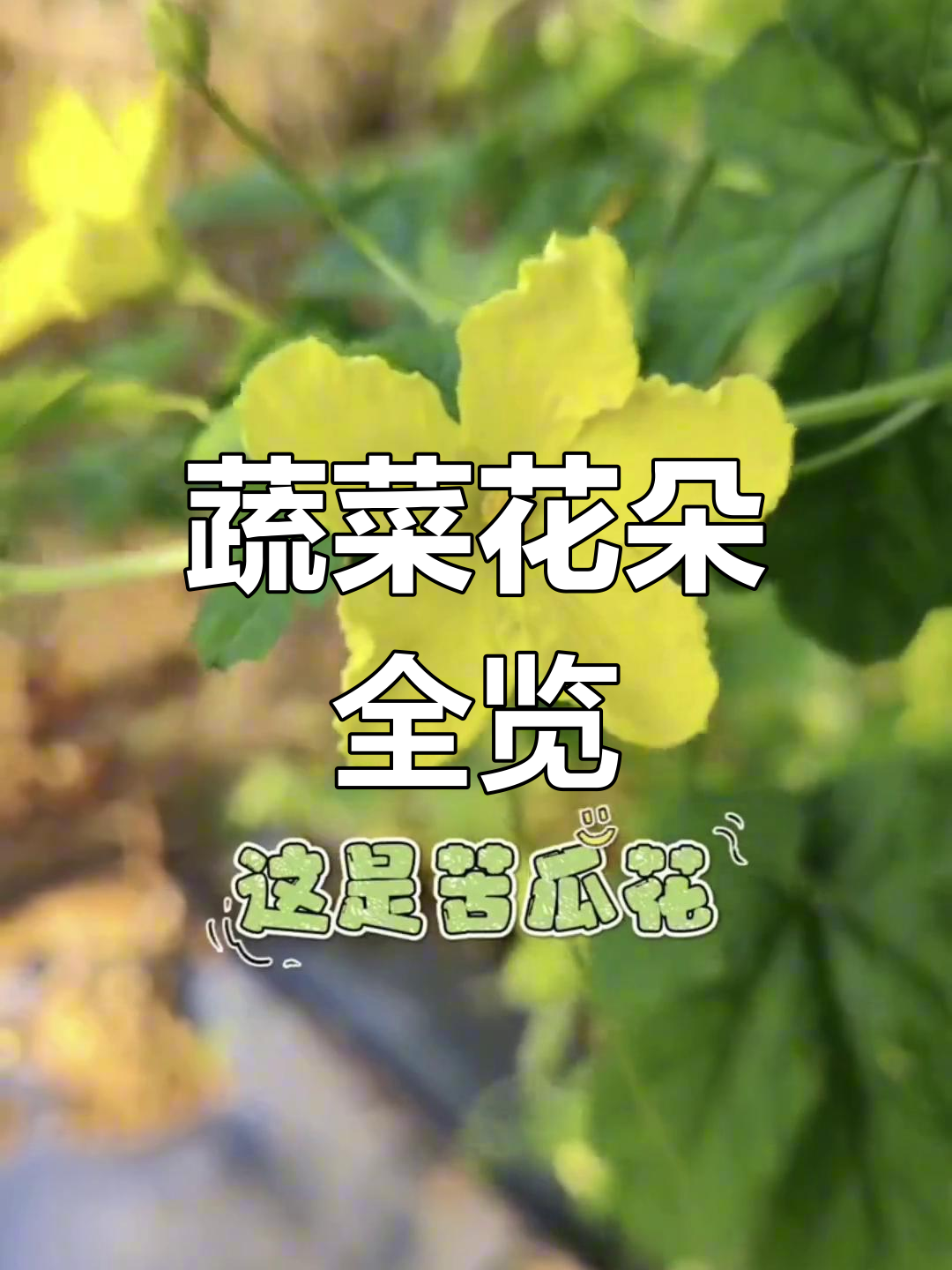 蔬菜开花大揭秘,33种常见菜的花朵你见过吗?