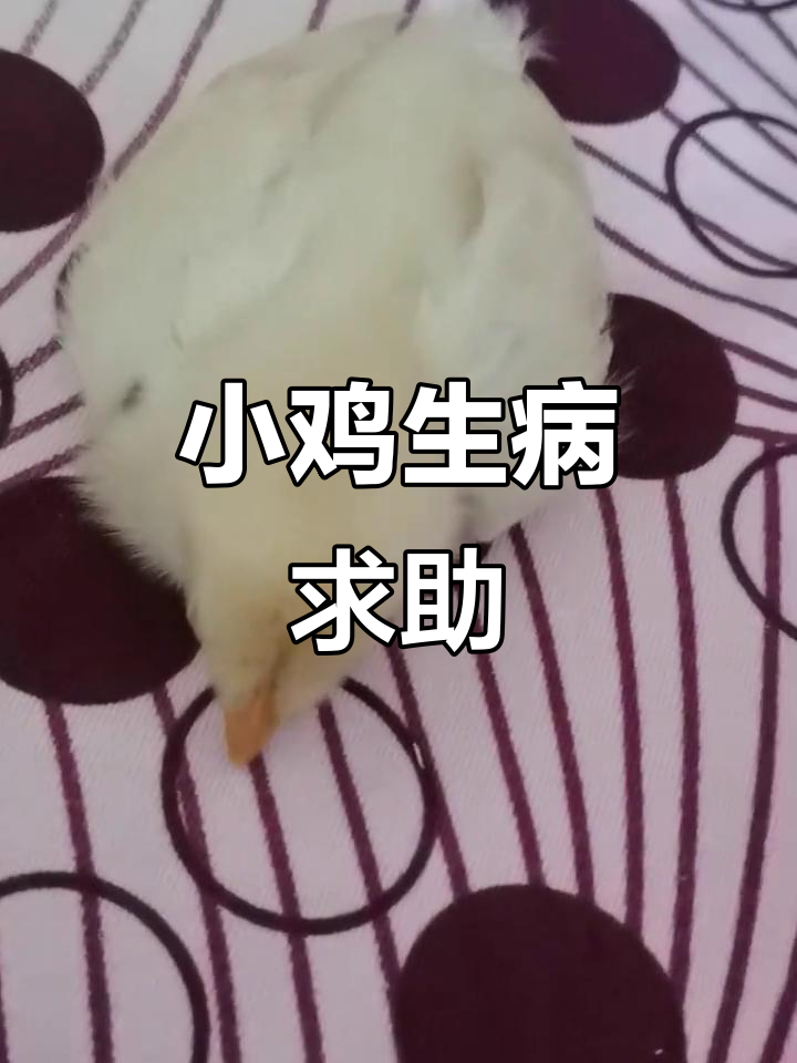 小鸡无力、闭眼不食,拉白屎,吃什么药能恢复?