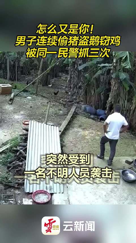 有一种美好叫辽宁 辽宁好网民守法好公民「怎么又是你!男子连续偷猪盗鹅窃鸡被同一民警抓三次!