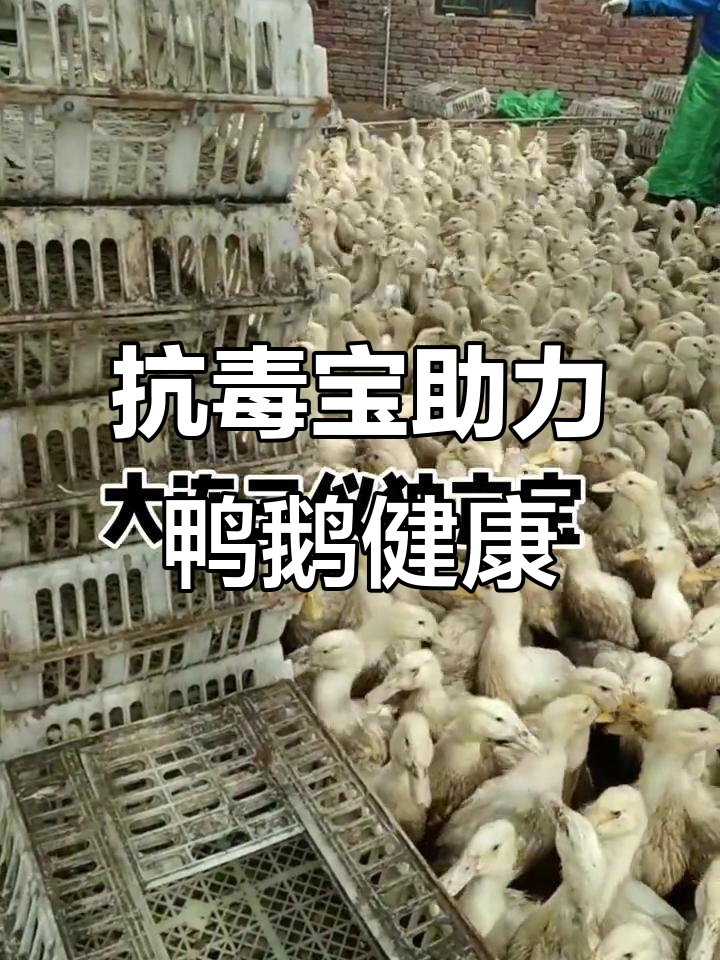 大连三仪抗病毒宝鸭鹅专用,效果显著