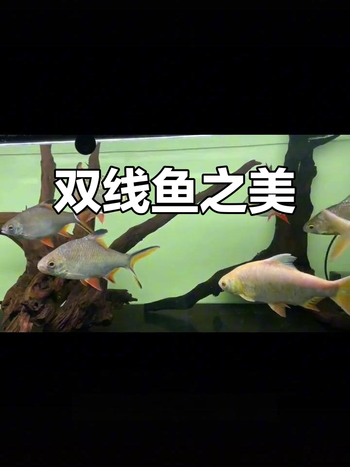 泰国鲫双线，水质要求低，群游时如画般美丽