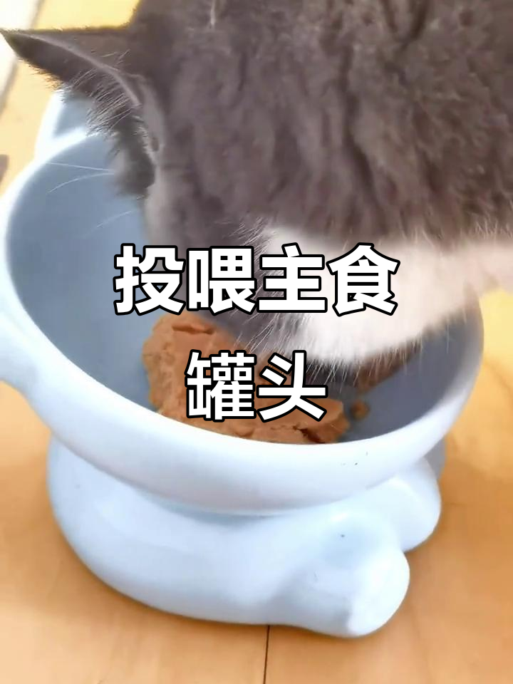 猫咪的主食罐头大餐,吃完自己擦脸萌翻了