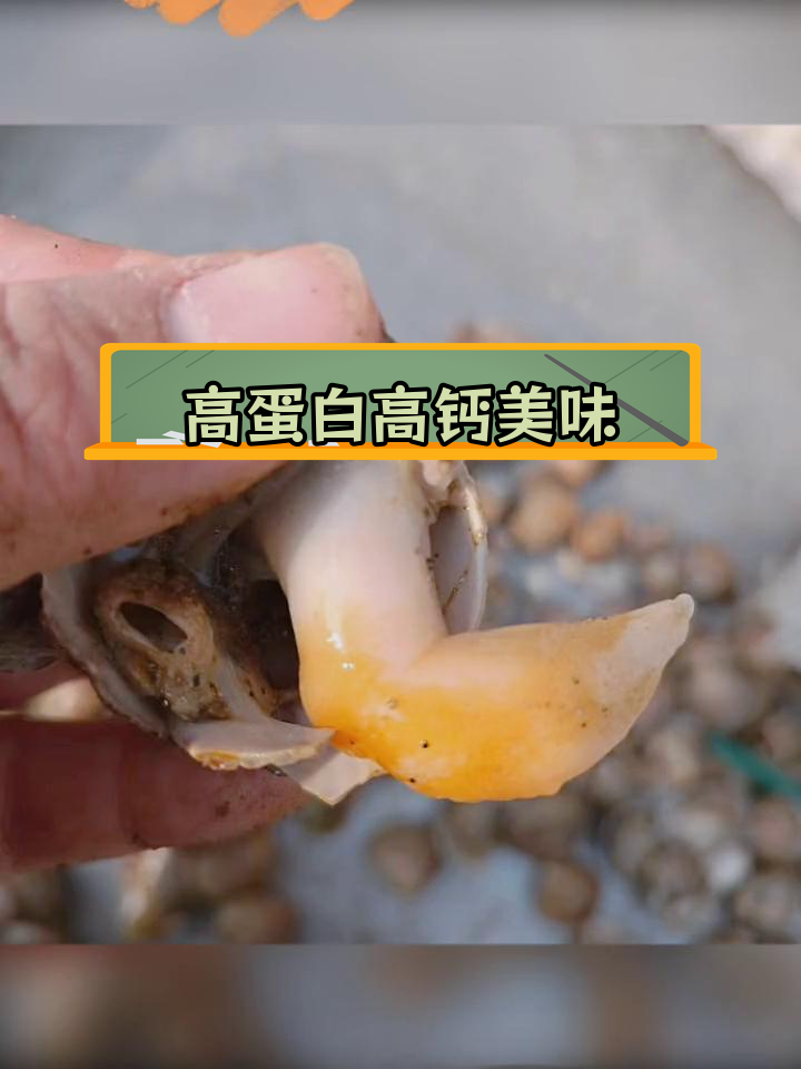 鸟贝的营养价值与功效