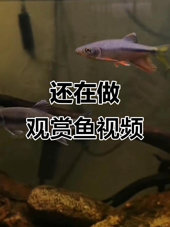 很久没更新了,发个短片证明我还在做观赏鱼视频
