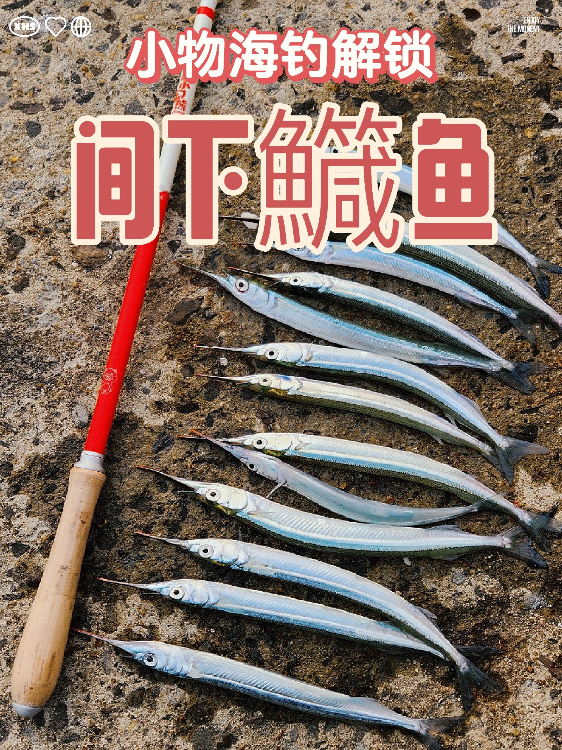 小物海钓|解锁针鱼(间下鱵鱼)附经验