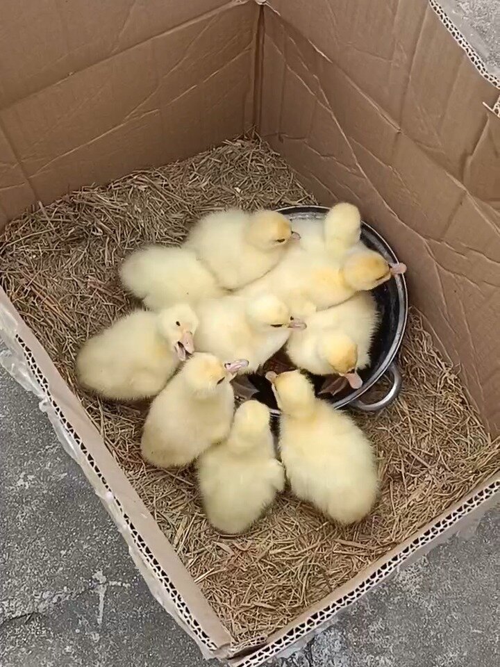 小鸭子小时候太可爱了,萌萌绒绒的,我都