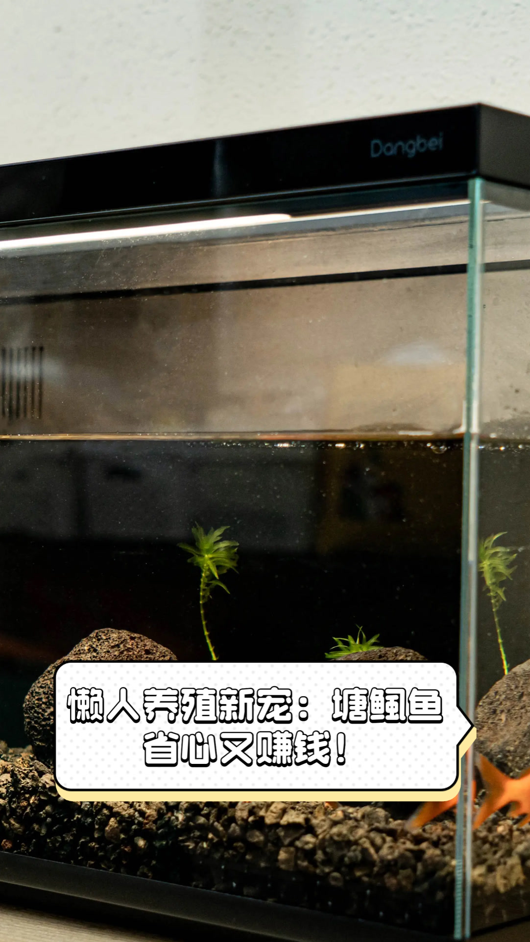 懒人养殖新宠:塘鲺鱼,省心又赚钱!