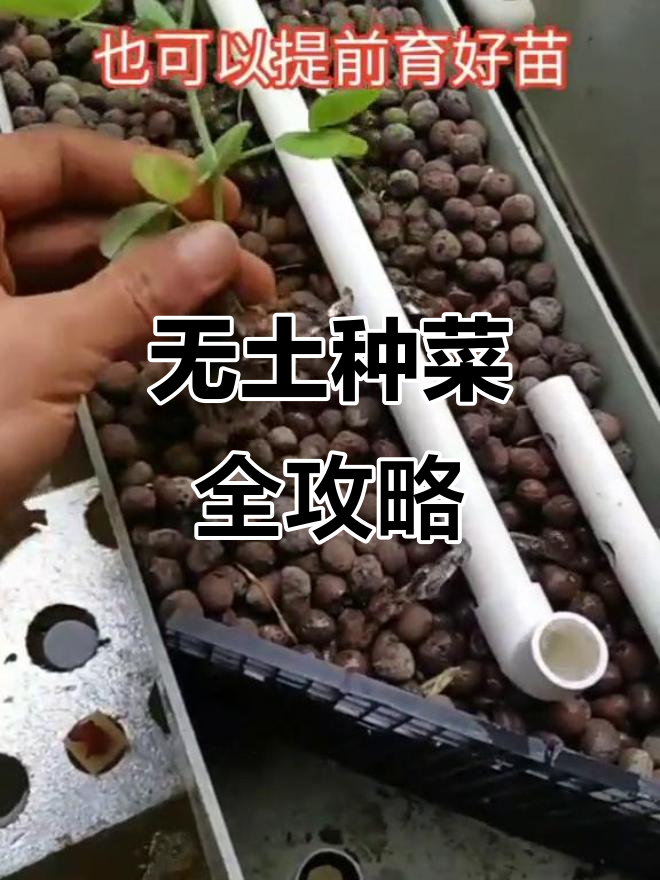 楼顶菜园设计:无土栽培与浮板种植技巧