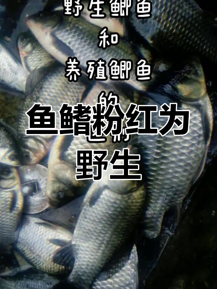 鱼鳍颜色辨别野生与养殖鲫鱼