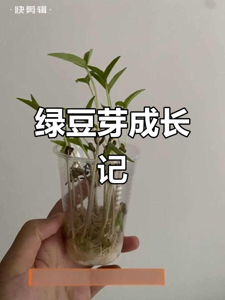 绿豆芽生长全过程,幼儿园作业大揭秘