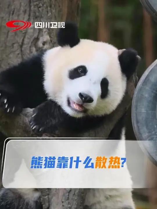 熊猫的汗腺不发达,主要靠加快呼吸频率和减少运动量来散热,脚掌的肉垫也可以用来助攻散热