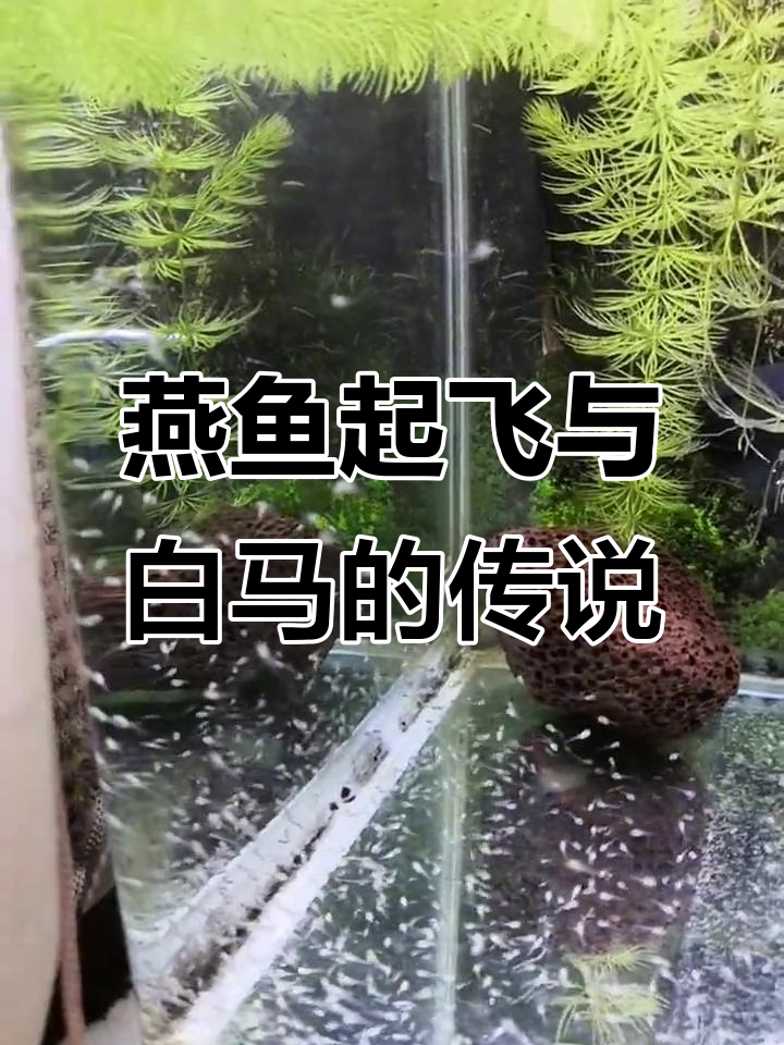 大红袍燕鱼苗腾飞，白马踏新泥山花绽放