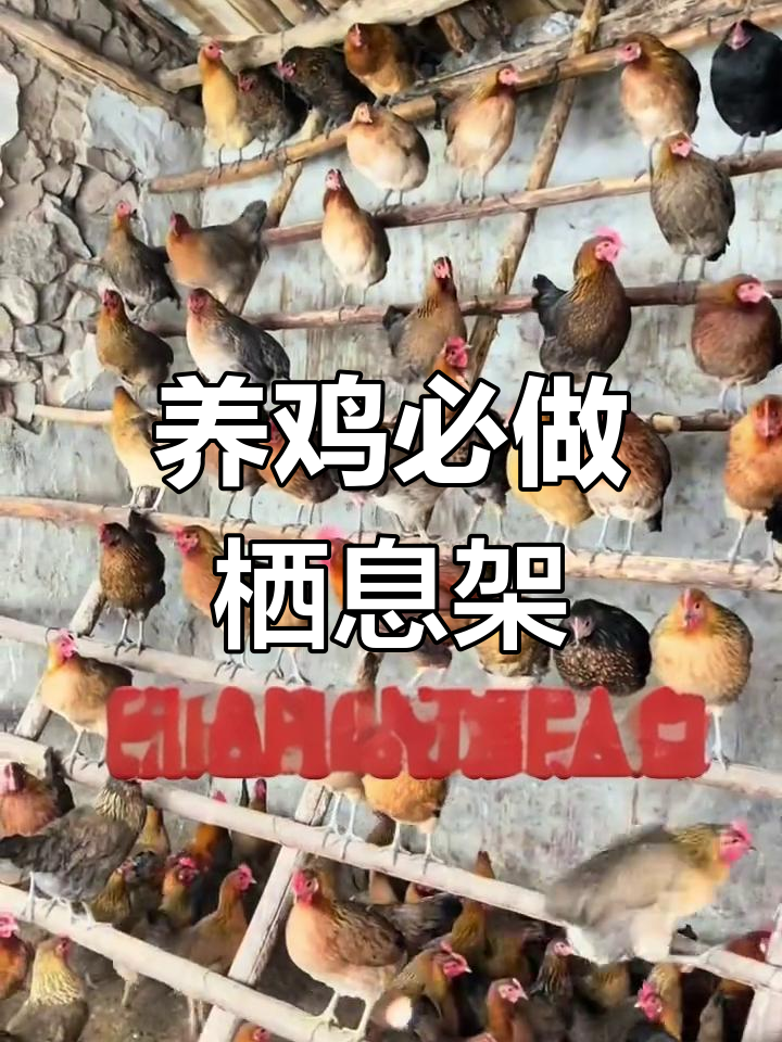 搭建木架让鸡更健康,避免直接接触地面