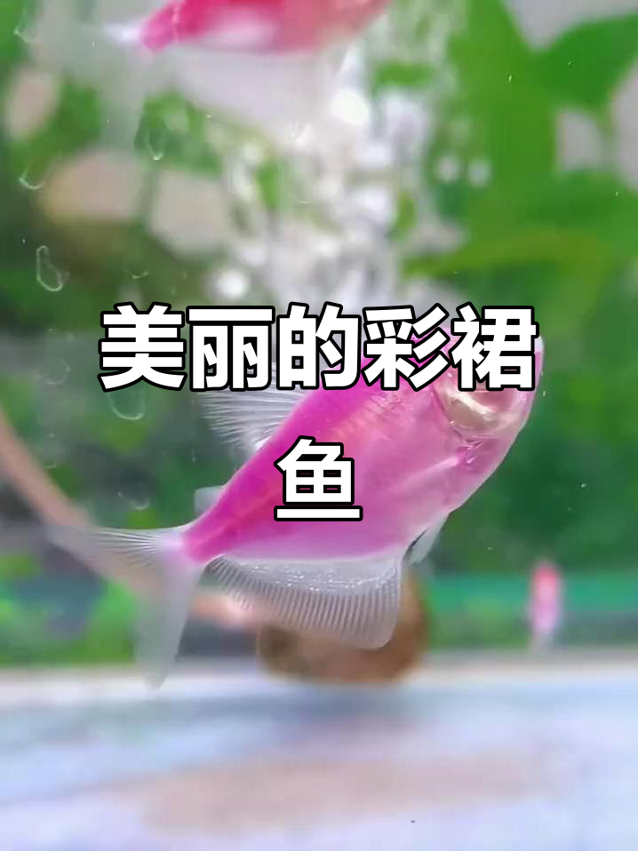 彩裙鱼：美丽又胆小的热带观赏鱼，适合新手养殖