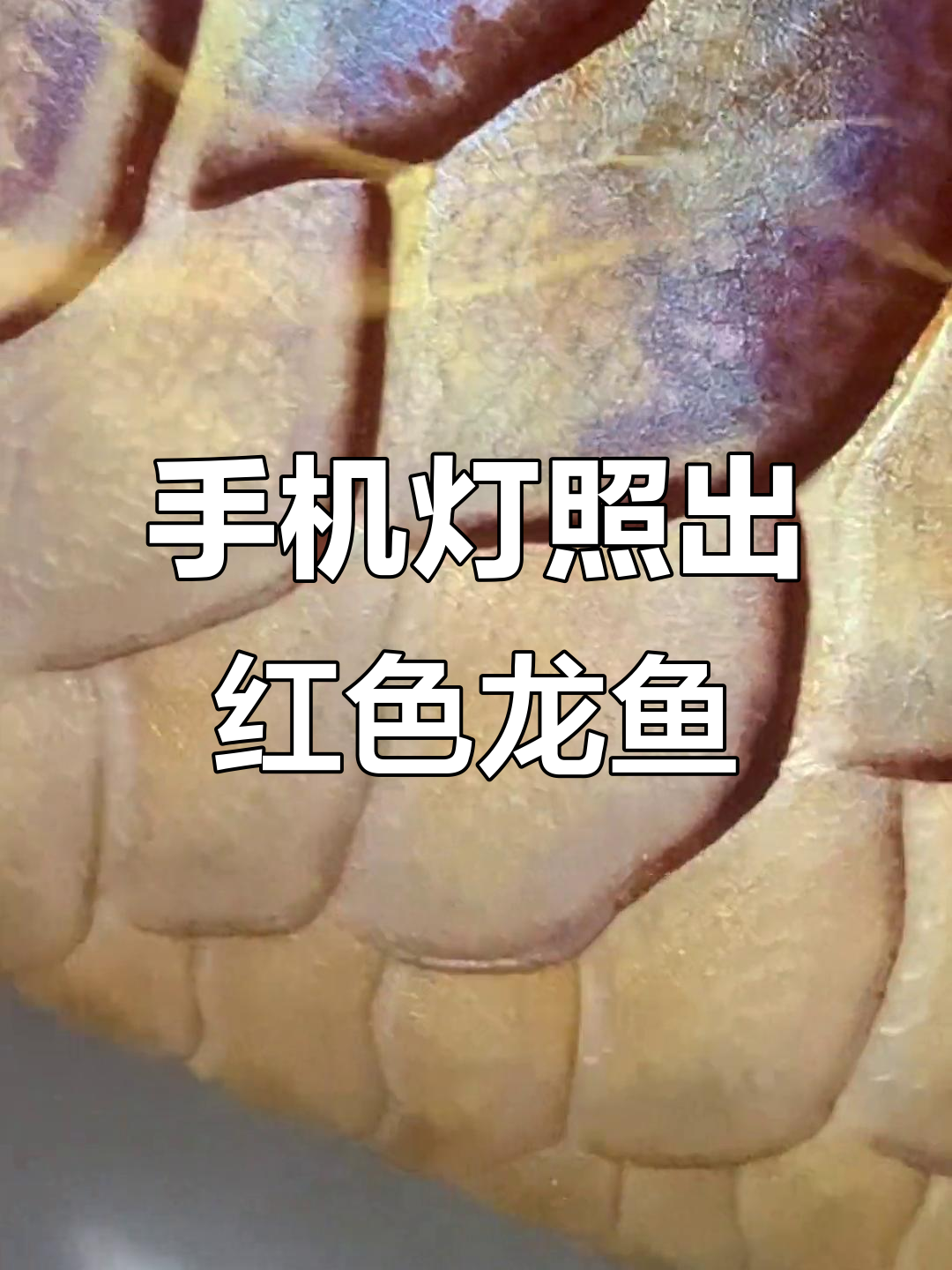 手机灯光也能这么红,龙鱼高端展示惊艳全场