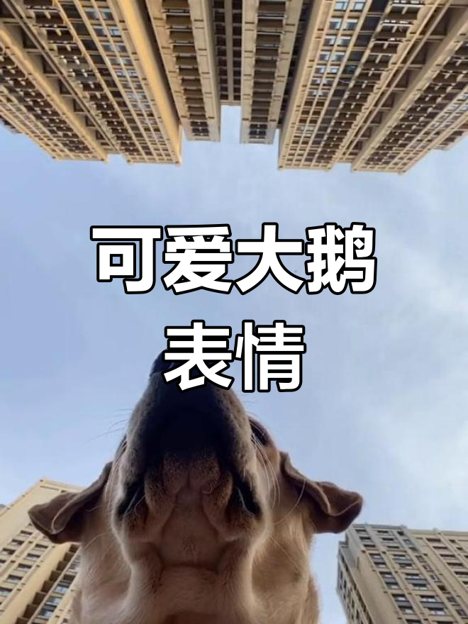 大鹅表情包来袭,萌态满满
