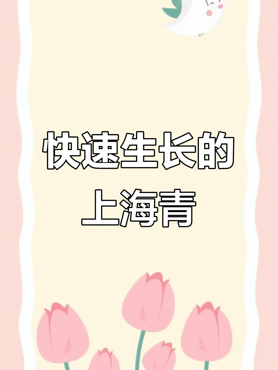 上海青种子1818:三天发芽,二十天就能吃,抗热品种超易种