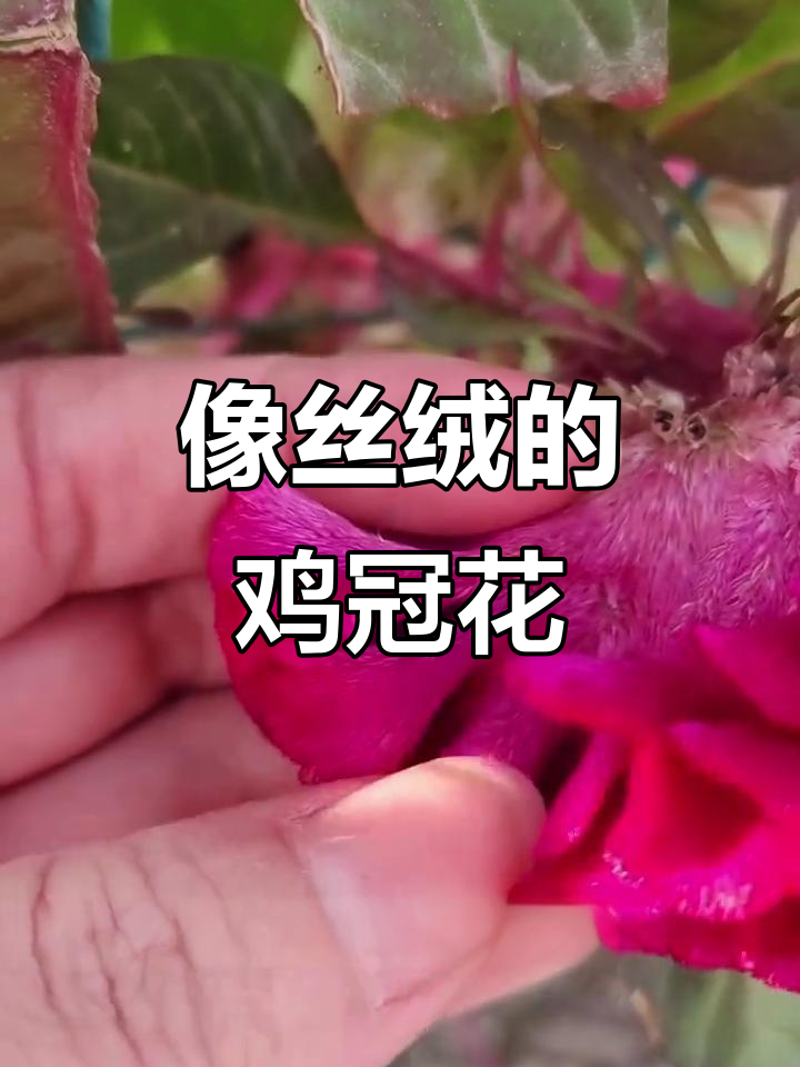 鸡冠花竟然不是丝绒，揭秘它的独特结构与药用价值