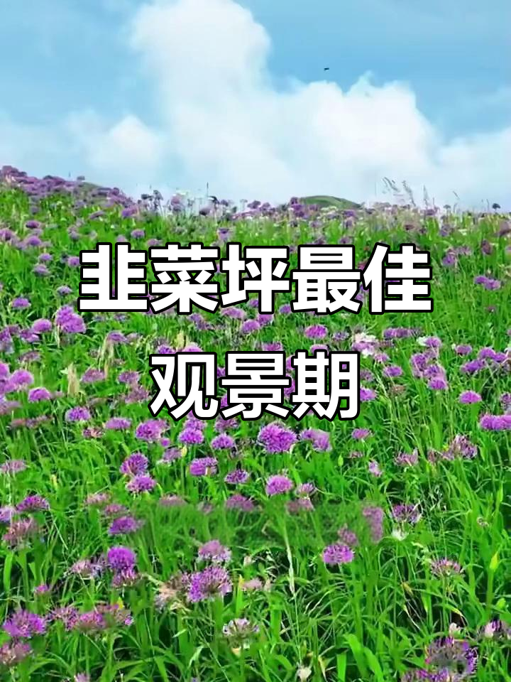 毕节韭菜坪迎来最佳观赏时机,美景尽收眼底